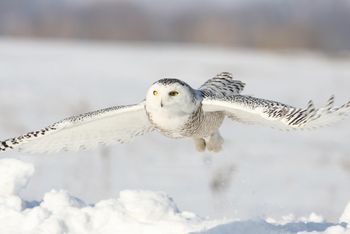Była symbolem dzikiej północy. Sowa śnieżna uznana za regionalnie wymarłą