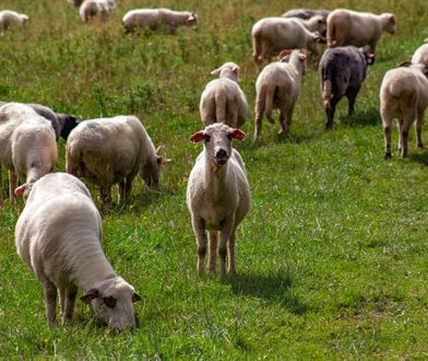 Hoduje owce, jest załamany. "Wełna jest praktycznie bezwartościowa"