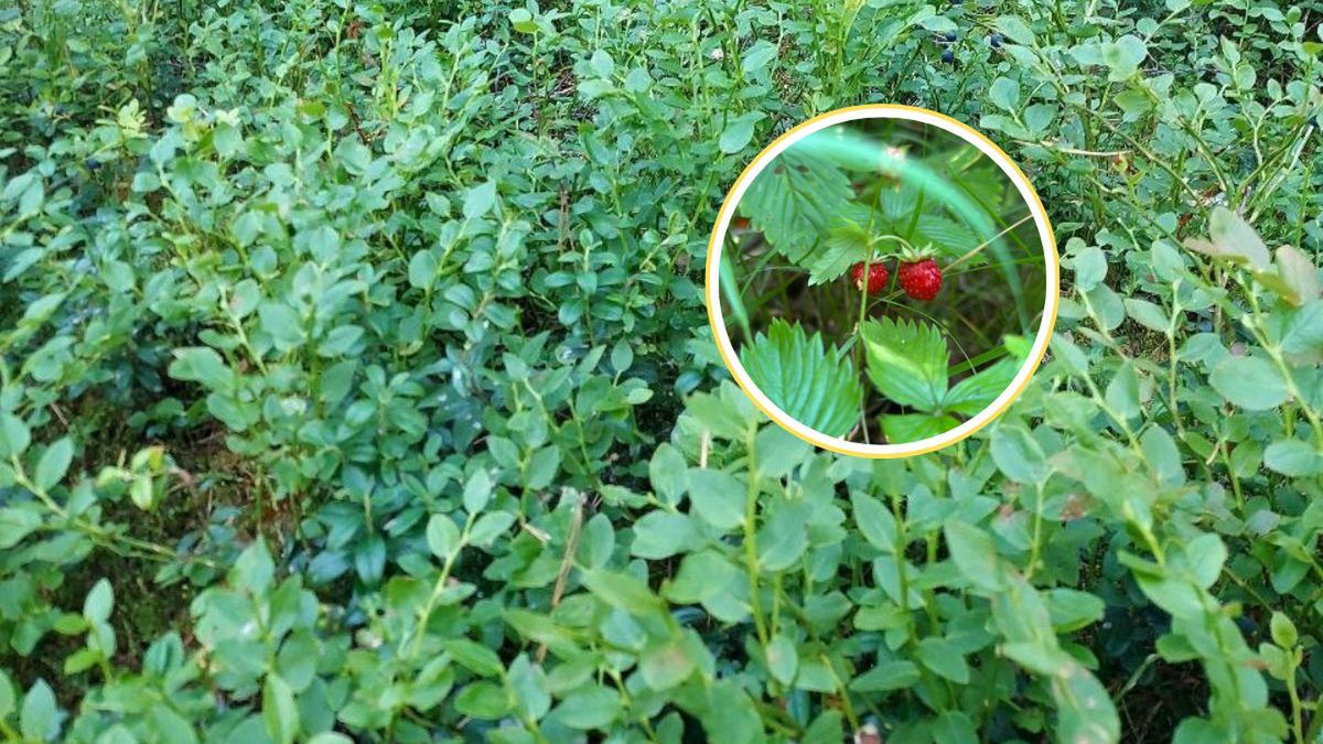 Weszła do lasu i wróciła z tym. Internauci zazdroszczą zbiorów