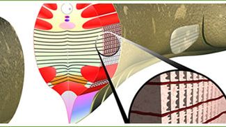 Prąd z węgorza...? 1