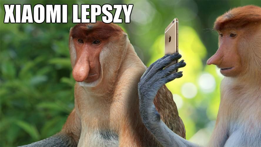 To mówisz świagier, że można na tym zarobić? Xiaomi Polska wsparło nosacze sundajskie 1