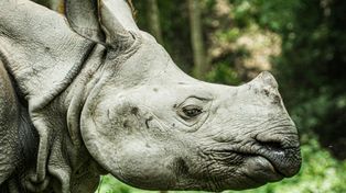Warszawa: Samica nosorożca indyjskiego przyjechała do zoo