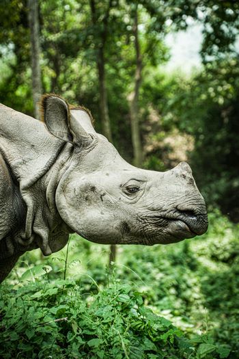Warszawa: Samica nosorożca indyjskiego przyjechała do zoo