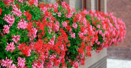 Tylko dwie zasady. Pelargonie będą rosnąć jak na drożdżach