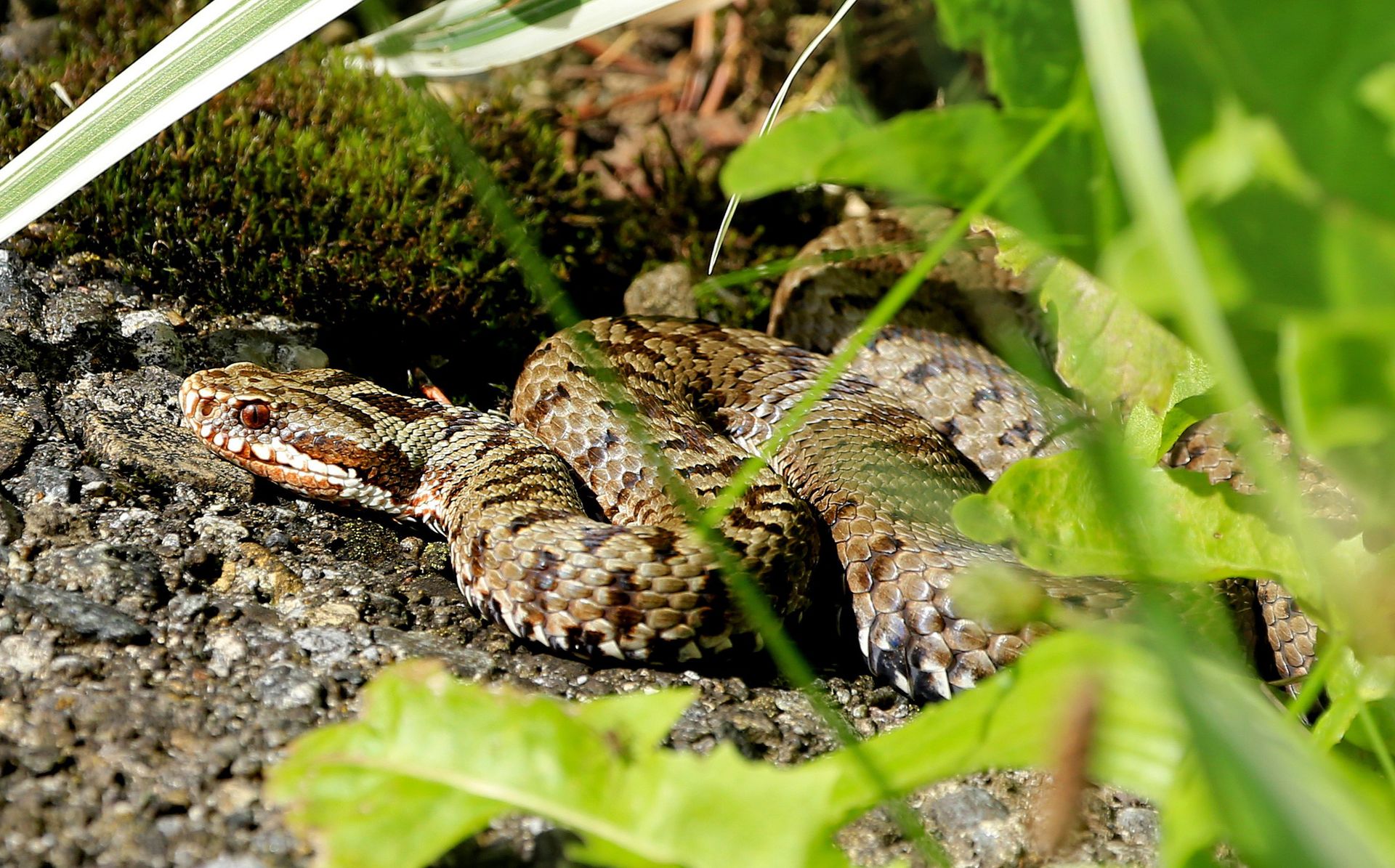 Właśnie teraz są najbardziej aktywne. Ukąszenie może być groźne