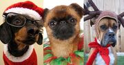 Pudelek na święta: psy i ich świąteczne przebrania (ZDJĘCIA)