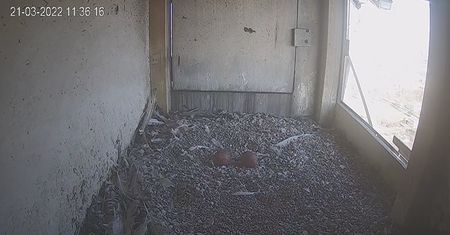 Sokoły z Lublina poczuły wiosnę. W ich gnieździe są już dwa jajka