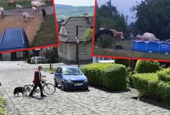 Lanckorona. Stado krów demoluje podwórka. Mieszkańcy oburzeni