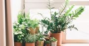 Dom. Szybkie efekty bez przepracowania. Te rośliny rosną ekspresowo