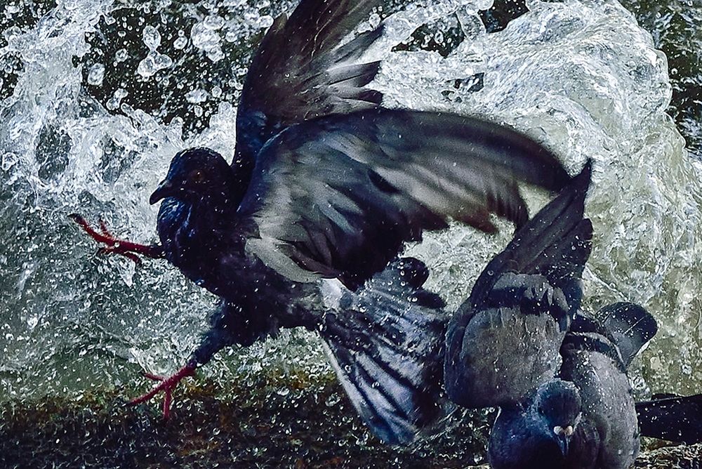 Oto zwycięzcy konkursu Sony World Photography Awards 2016 51