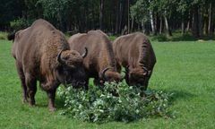 Śląskie. Żubry „uciekinierzy” odnalezione