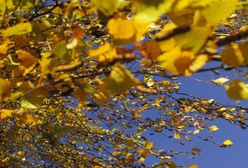 Śląskie. Pogoda na piątek. Uwaga na wiatr