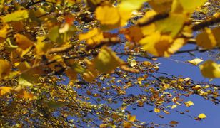 Śląskie. Pogoda na piątek. Uwaga na wiatr