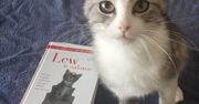 Jak koty oswoiły człowieka. Recenzja książki Lew w salonie
