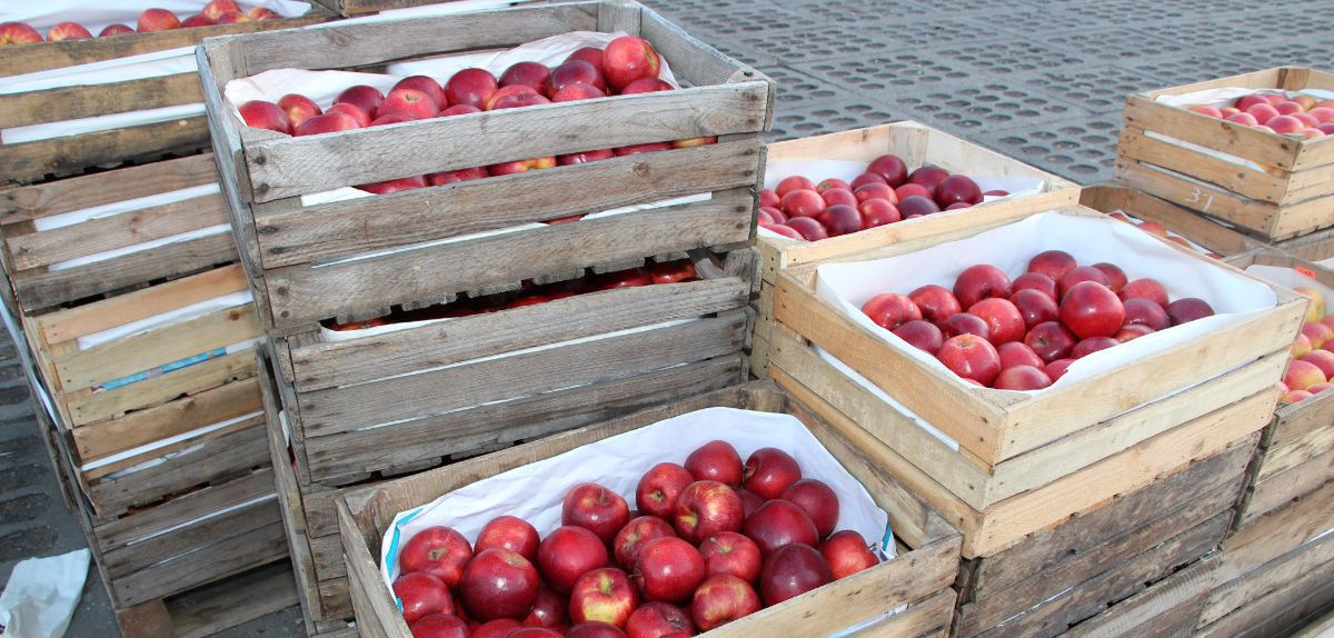 Hurtowa cena jabłek deserowych jest stabilna