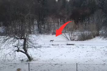 Pod samymi oknami. Leśnik włączył nagrywanie