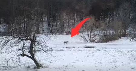 Pod samymi oknami. Leśnik włączył nagrywanie