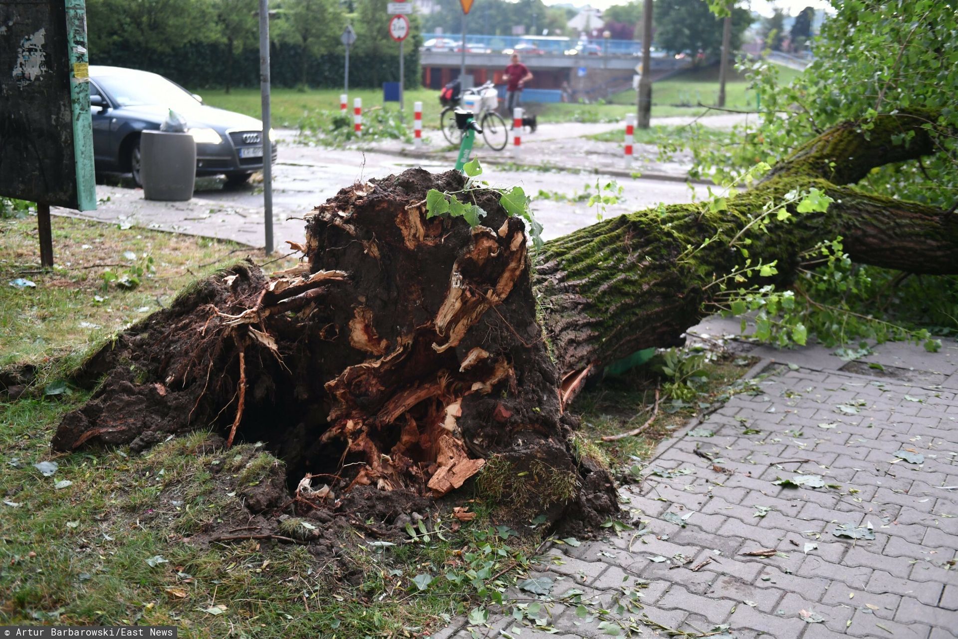 Lipa w Kołobrzegu przewróciła się na przechodniów - dramatyczne chwile