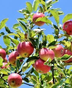 Яблука: корисні властивості та насолода