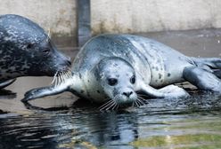 Wrocław. ZOO ma nowych podopiecznych. Urodziły się dwie foki