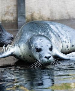 Wrocław. ZOO ma nowych podopiecznych. Urodziły się dwie foki