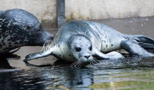 Wrocław. ZOO ma nowych podopiecznych. Urodziły się dwie foki