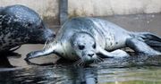 Wrocław. ZOO ma nowych podopiecznych. Urodziły się dwie foki