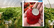 To najdroższe truskawki na świecie. Za jedną sztukę trzeba zapłacić nawet 1400 zł
