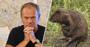 Premier Tusk i bobry.  "Tak, czasami należy wybierać"