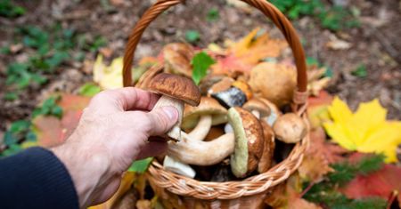Polskie lasy będą pełne grzybów. Wiemy, kiedy spodziewać się wysypu