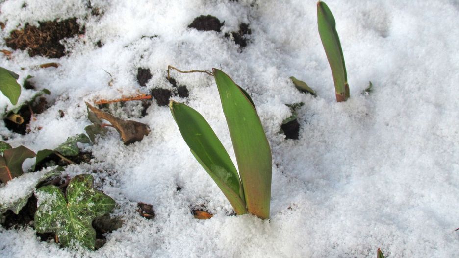 Pogoda. Czekają nas przymrozki. IMGW ostrzega