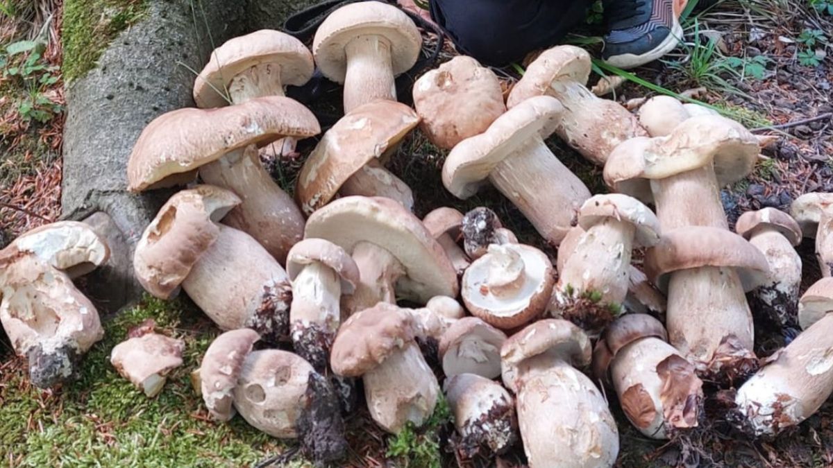 Pojaw borowików. Pozbierała chyba wszystkie z naszych lasów - żartują znajomi