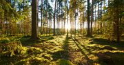 Szukacie ochłody latem? Są miejsca, gdzie "klimatyzacja" działa bez prądu