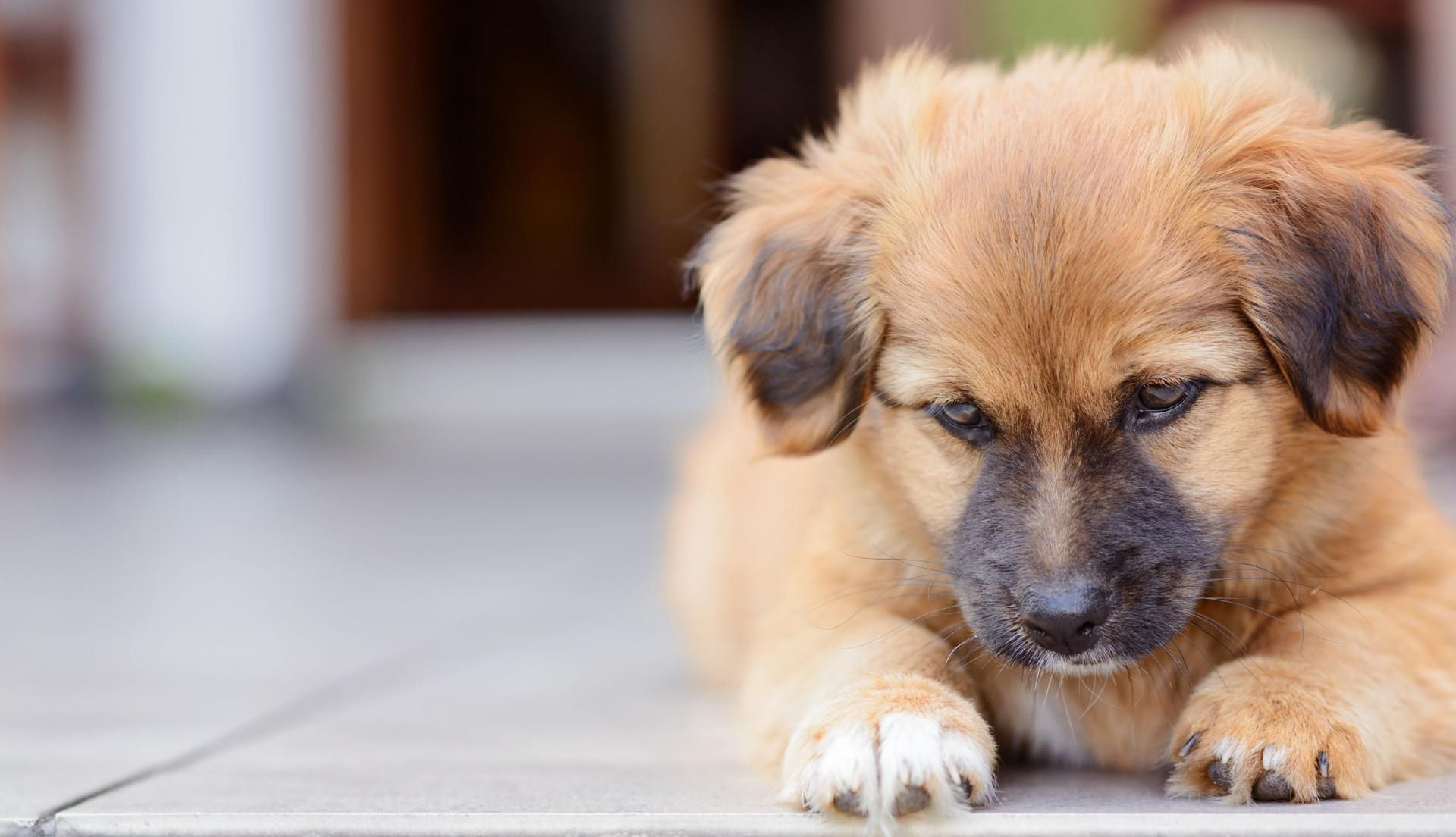 Jest kilka sposobów na zmniejszenie alergii na psy