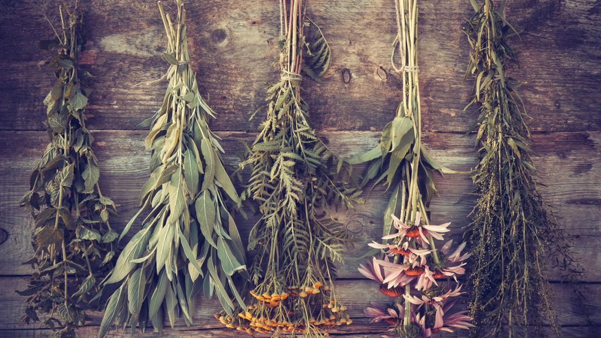 Oliwa świętojańska, czyli olej z dziurawca