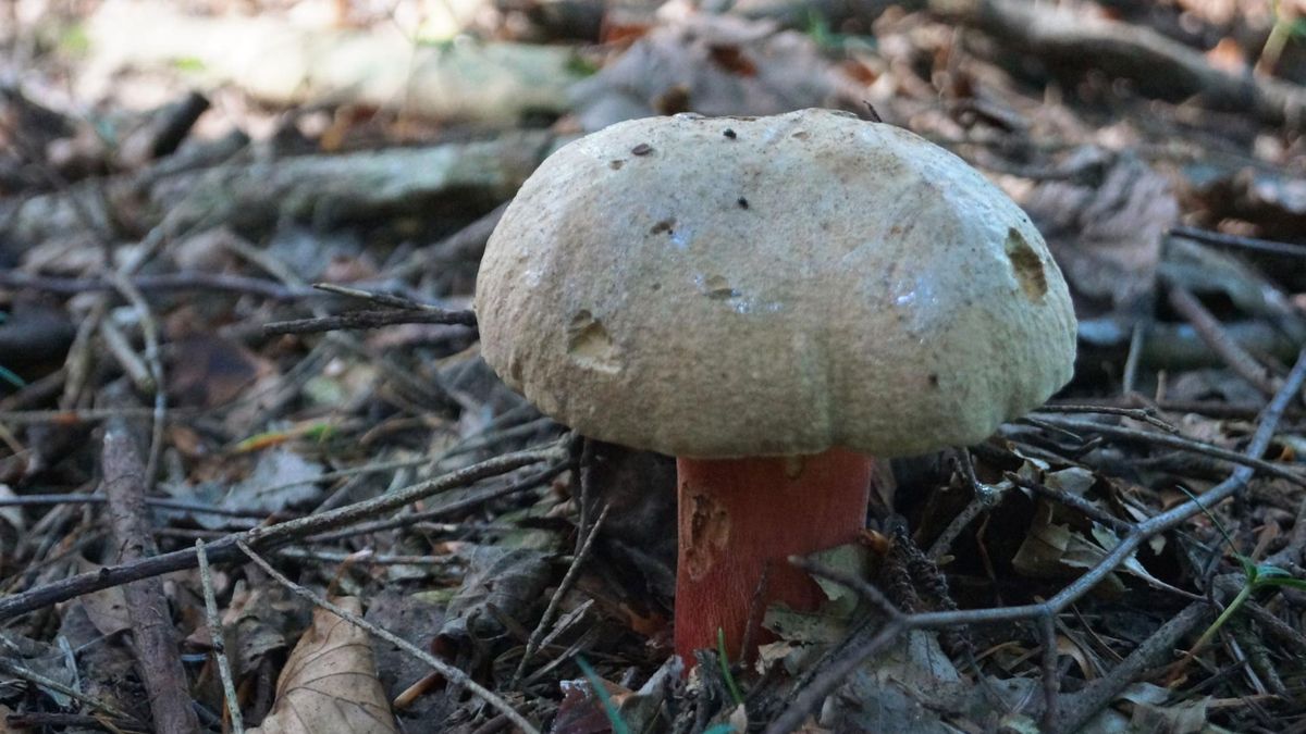 Grzyb szatan występuje w lasach liściastych