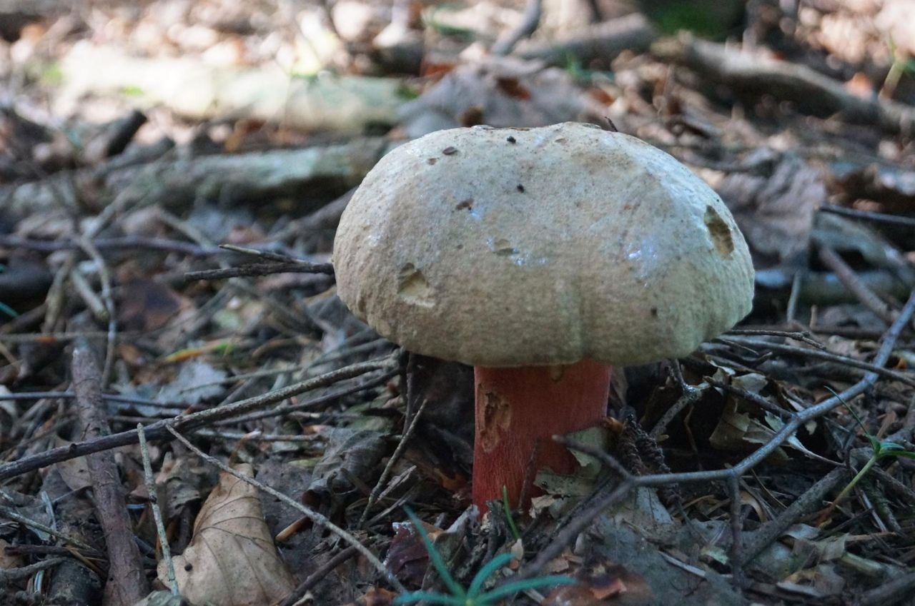 Grzyb szatan – jak go rozpoznać? Jakie są objawy zatrucia grzybem szatanem?