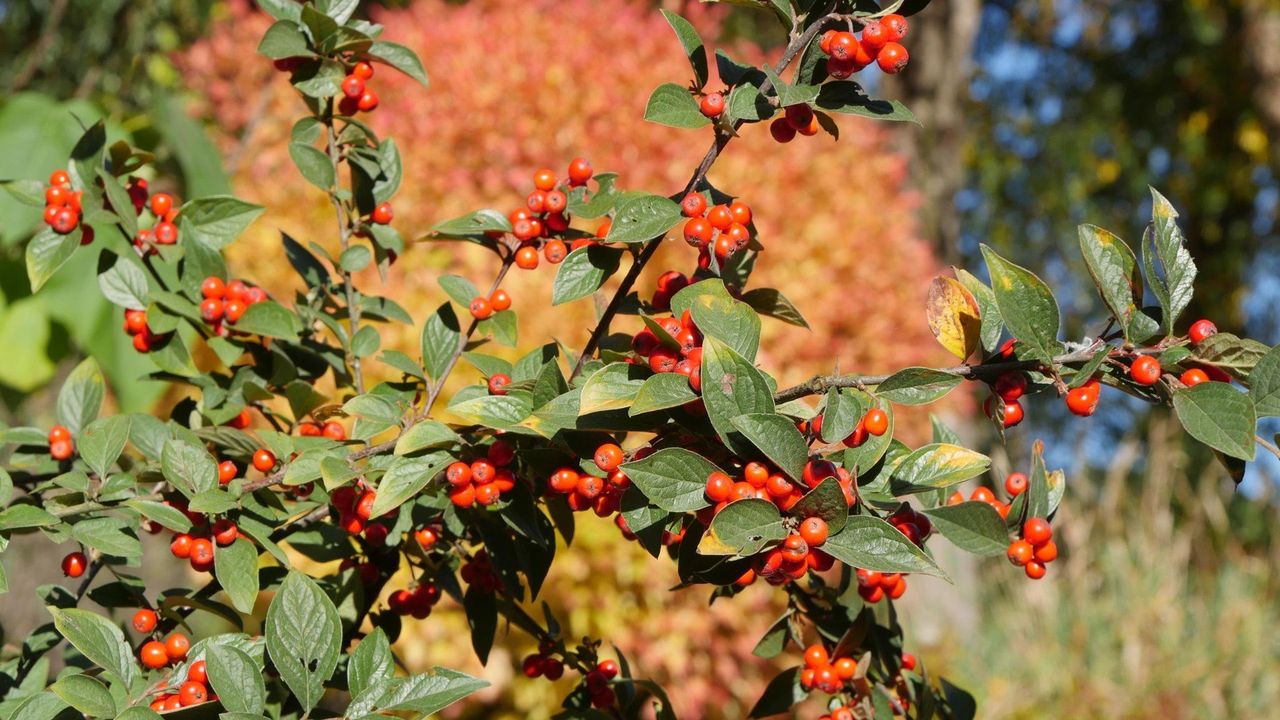 Polska zaczyna dostawać się pod wpływ niżu znad Wysp Brytyjskich