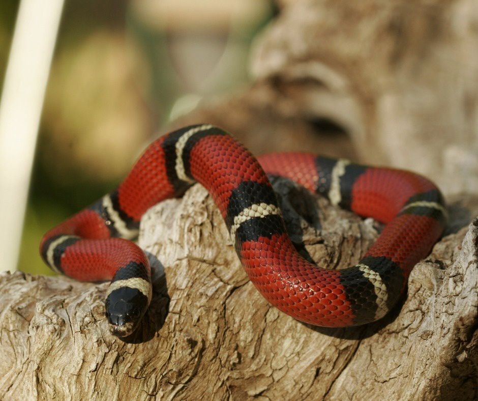 Wąż mleczny, Sinaloan Milk Snake
