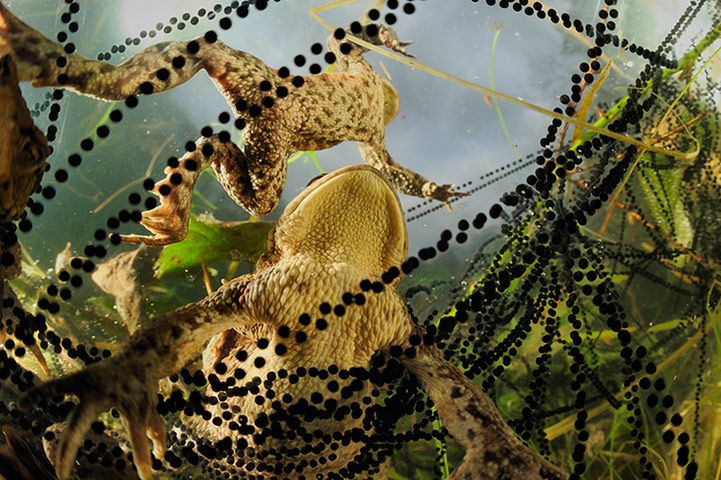 Polak wśród zwycięzców Wildlife Photographer of the Year 2013 [galeria] 8