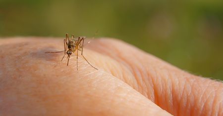 Naukowcy apelują. Wirus może wywołać globalną pandemię