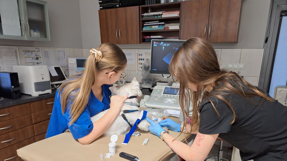 Weterynaria nie jest łatwą profesją