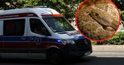 16-latek ukąszony przez żmiję. Są nowe wieści