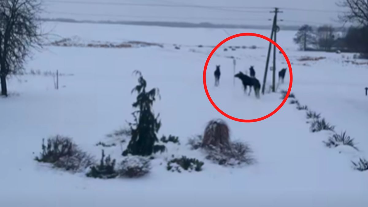 Odsłoniła rolety i zaczęła nagrywać.