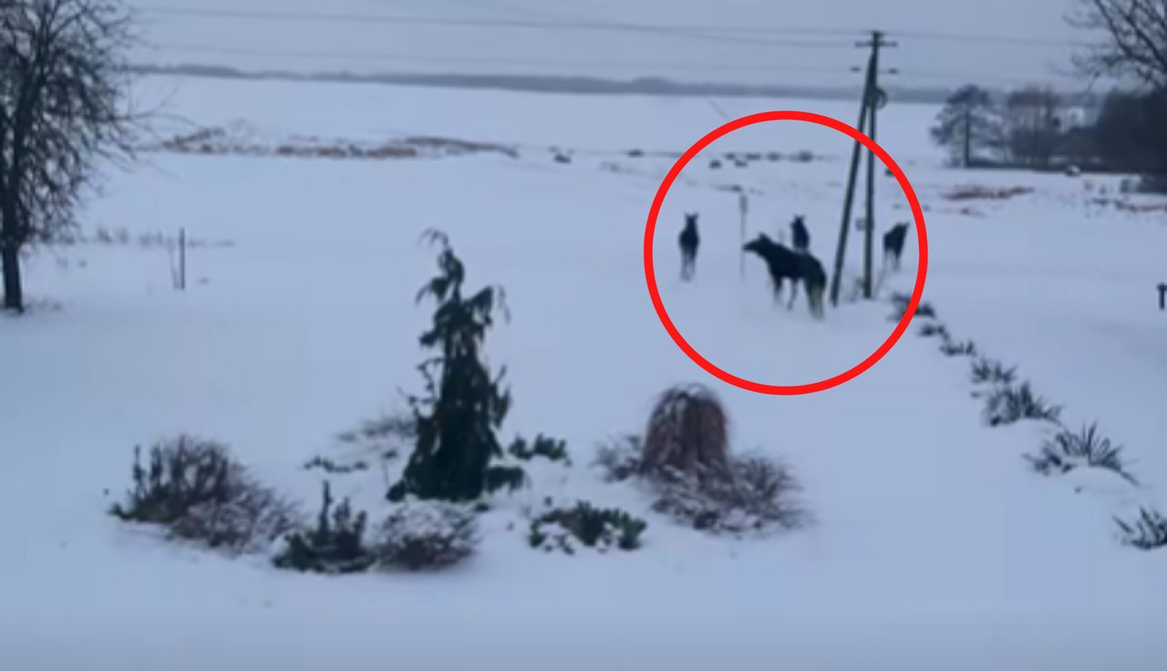 Odsłoniła rolety. I nagle taki widok. "Jakie było moje zdziwienie"