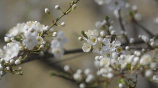Katowice: Pyłki już w powietrzu. Alergików czekają trudne miesiące