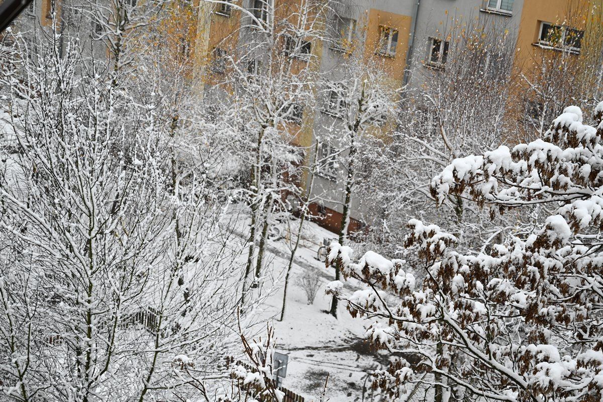 Mokry śnieg pokazał piękno wczesnej zimy