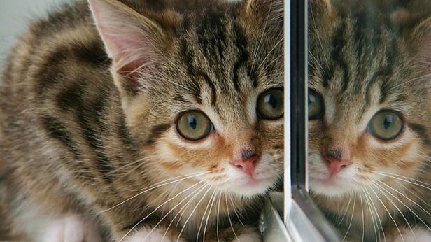 Najlepsze reklamy z zabawnymi kotami [wideo] 1