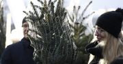 Łódź: Zabrakło choinek jeszcze przed Wigilią? Wykupili wszystko "na pniu". Powodów jest kilka