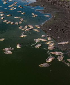 Niemcy ostrzegają. Brandenburgia naciska na Polskę